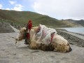 Tibet-2013-1345