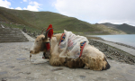 Tibet-2013-1345